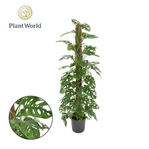 Monstera obliqua 'Monkey Leaf'