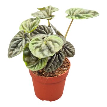 Peperomia 'Candora Vermeer'