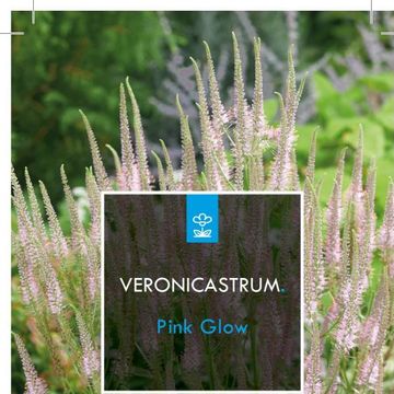 Veronicastrum virginicum 'Pink Glow'