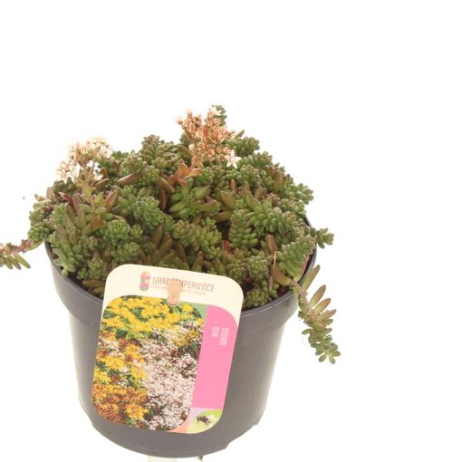 Sedum album 'Coral Carpet'