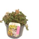 Sedum album 'Coral Carpet'