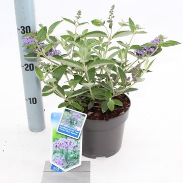 Buddleja FREE PETITE BLUE HEAVEN