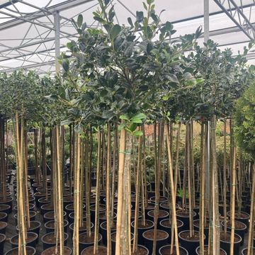 Ilex aquifolium 'J.C.  van Tol'