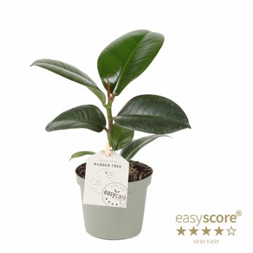 Ficus elastica 'Sofia'