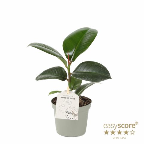 Ficus elastica 'Sofia'