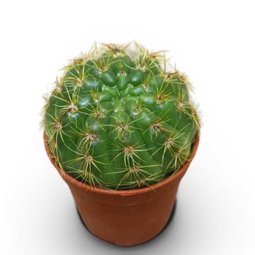Parodia crassigibba