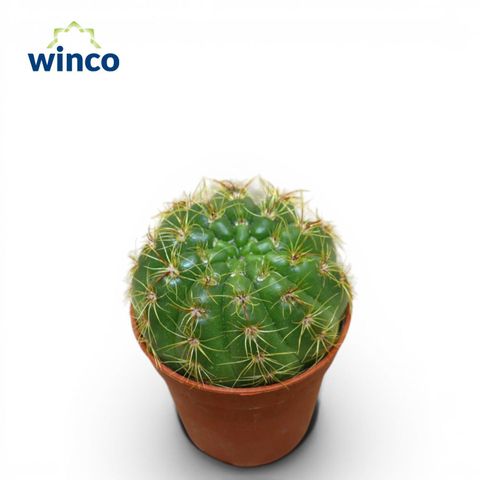 Parodia crassigibba