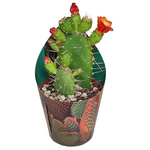 Opuntia quitensis