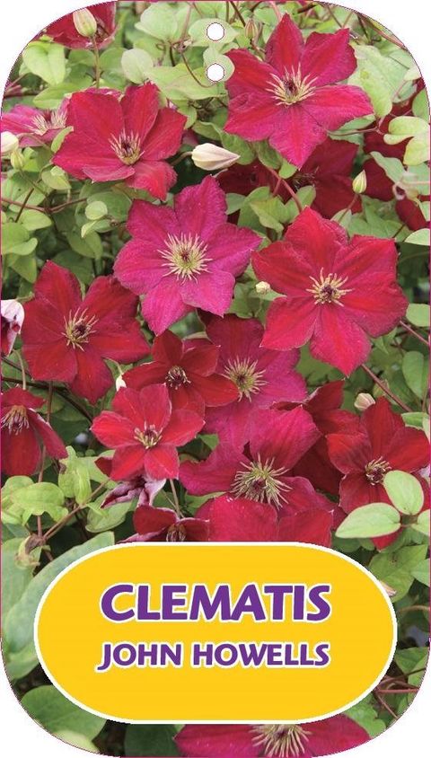 Clematis JOHN HOWELLS (Vt)