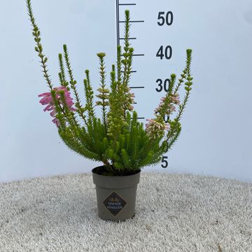 Erica verticillata