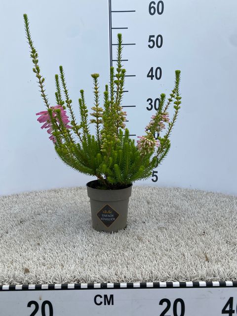 Erica verticillata