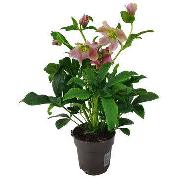 Helleborus orientalis MIX