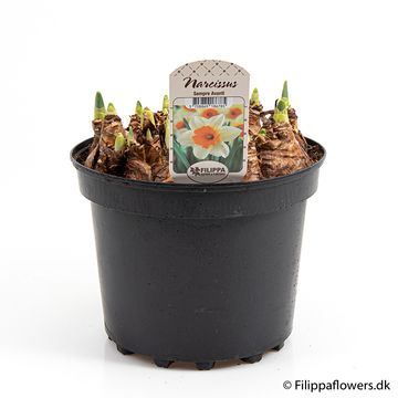 Narcissus 'Sempre Avanti'