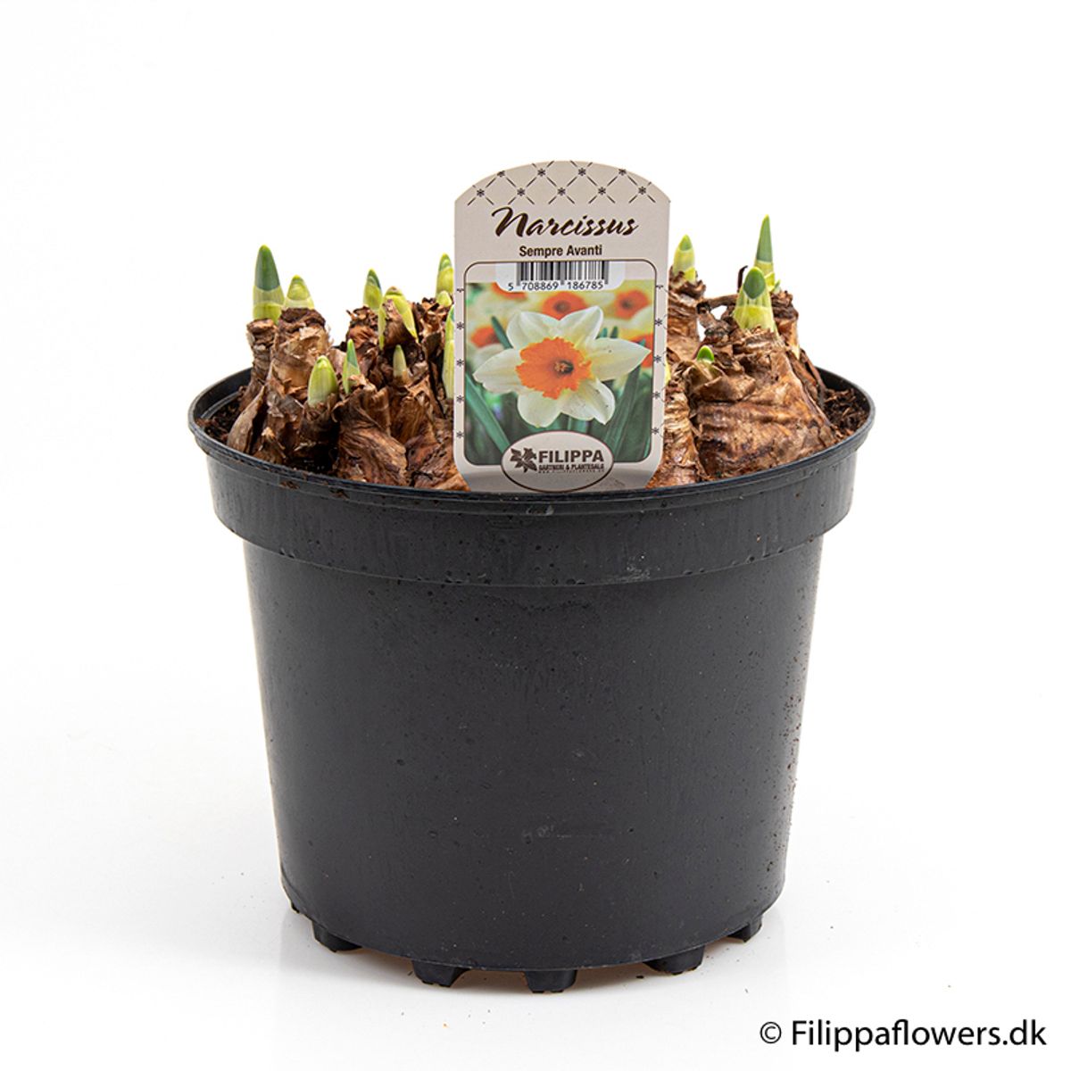 Narcissus 'Sempre Avanti' — Plant Wholesale FlorAccess