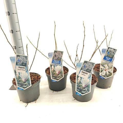 Magnolia MIX
