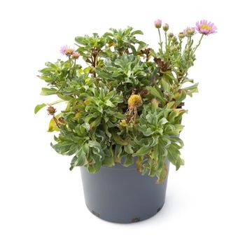 Erigeron glaucus 'Sea Breeze'