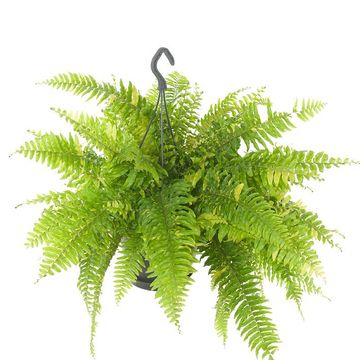 Nephrolepis exaltata 'Tiger Fern'