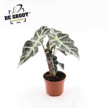 Alocasia 'Полли'