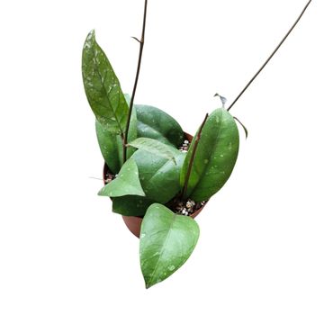 Hoya sp. 'Aceh'