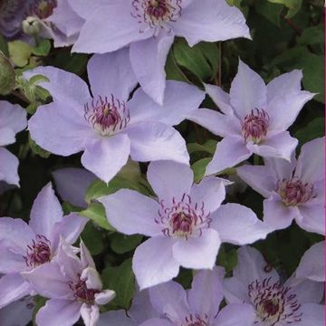 Clematis MANDY (EL)