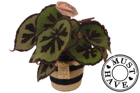 Begonia masoniana 'Mountain'