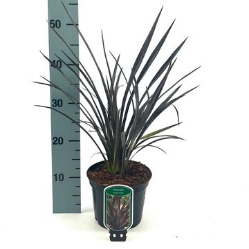 Phormium 'Back in Black'