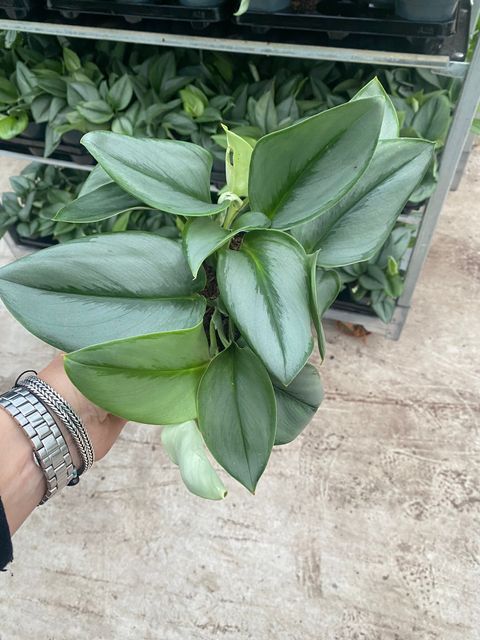 Scindapsus treubii 'Moonlight'