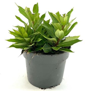 Veronicastrum virginicum 'Album'