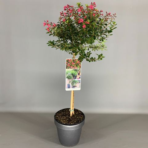 Escallonia 'Red Dream'