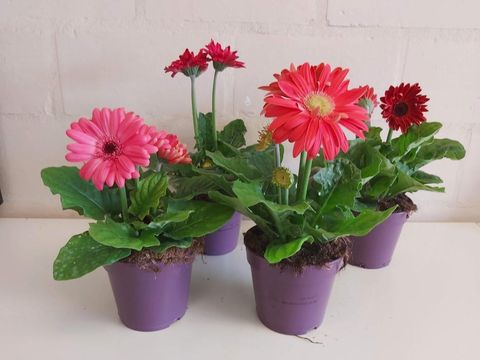 Gerbera FLORI LINE MIX