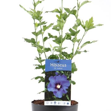 Hibiscus syriacus 'Marina'