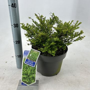 Lonicera nitida GARDEN CLOUDS GREEN BREEZE