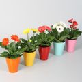Gerbera MIX
