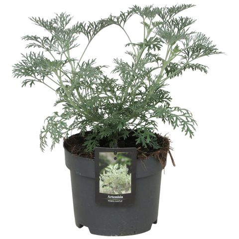 Artemisia 'Powis Castle'