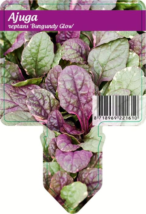 Ajuga reptans 'Burgundy Glow'