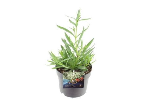 Gypsophila paniculata SUMMER SPARKLES