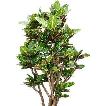 Codiaeum variegatum 'Petra'