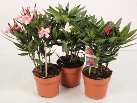 Nerium oleander MIX