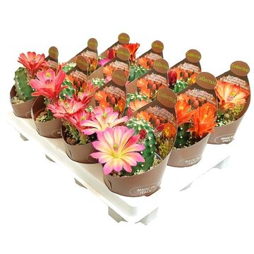 Echinocereus triglochidiatus mojavensis f. inermis