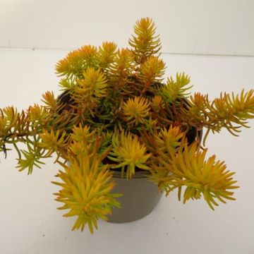 Sedum reflexum