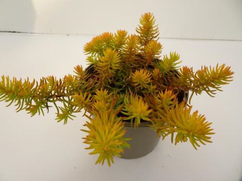 Sedum reflexum