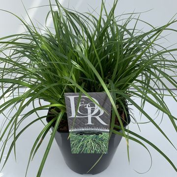 Carex oshimensis 'Evergreen'