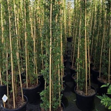 Ceanothus thyrsiflorus '’Millerton Point’'