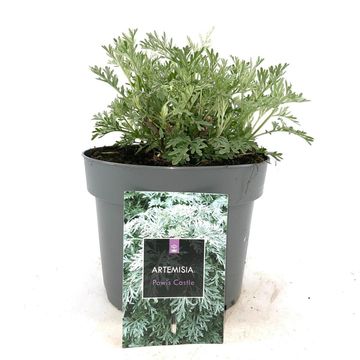 Artemisia 'Powis Castle'