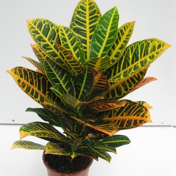 Codiaeum variegatum 'Petra'