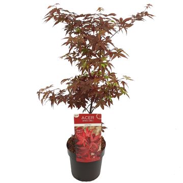 Acer palmatum 'Little Red'