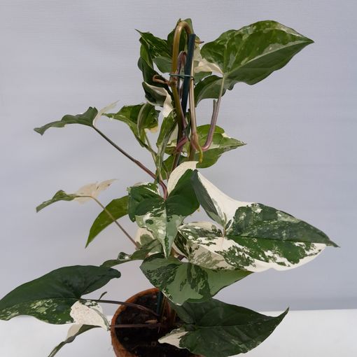 Syngonium podophyllum 'Albo Variegatum'