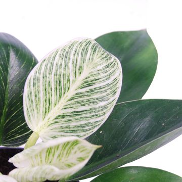 Philodendron BIRKIN / WHITE MEASURE