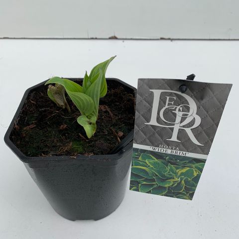 Hosta 'Wide Brim'