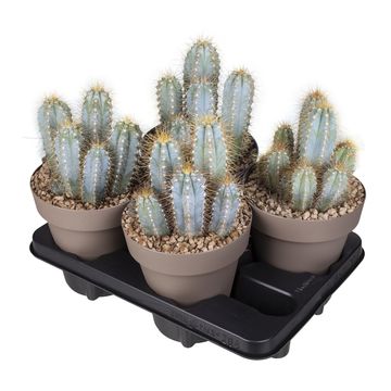 Pilosocereus azureus